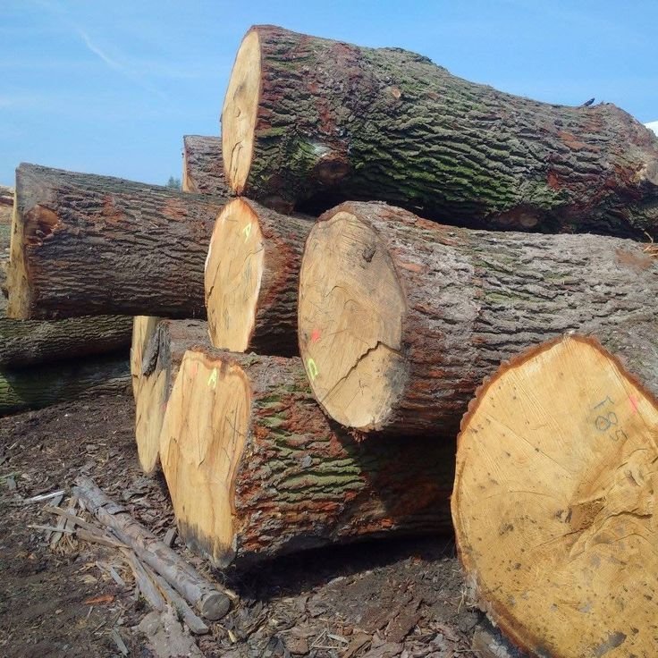 Neem Wood
